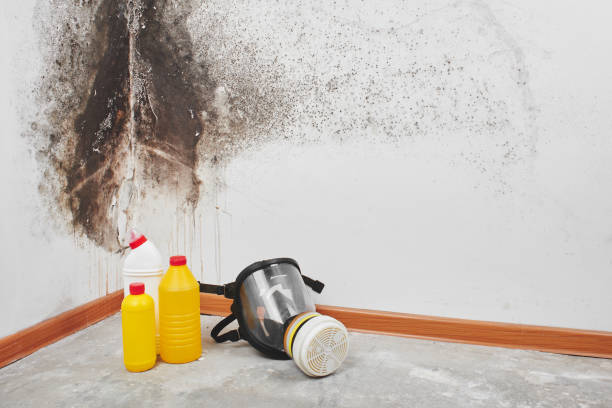 Best Bathroom Mold Remediation in USA